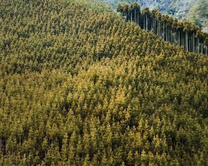 Preview wallpaper forest, landscape, nature, trees, background
