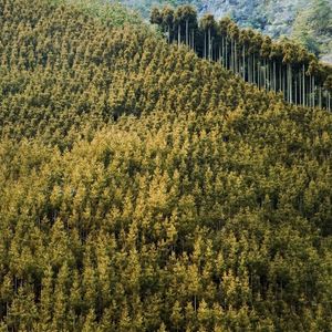 Preview wallpaper forest, landscape, nature, trees, background