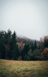 Preview wallpaper forest, lawn, trees, landscape, nature