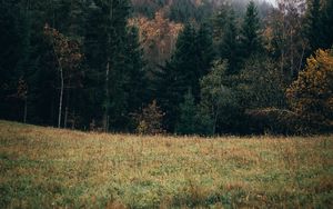 Preview wallpaper forest, lawn, trees, landscape, nature