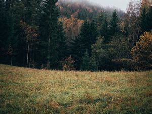 Preview wallpaper forest, lawn, trees, landscape, nature