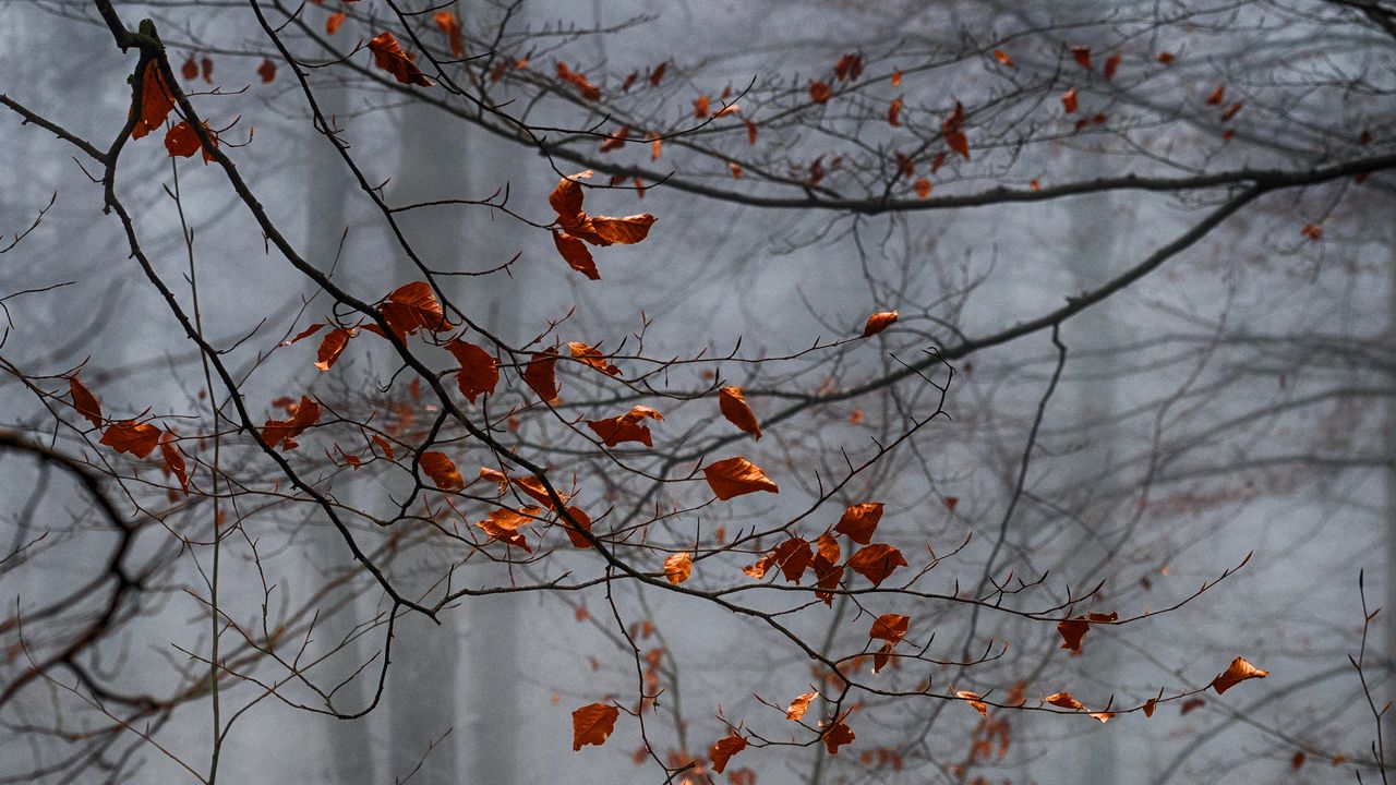 Wallpaper forest, leaves, fog, autumn, gloomy
