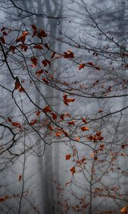 Preview wallpaper forest, leaves, fog, autumn, gloomy