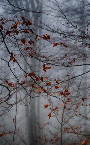 Preview wallpaper forest, leaves, fog, autumn, gloomy