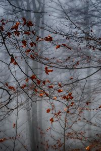 Preview wallpaper forest, leaves, fog, autumn, gloomy