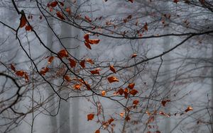 Preview wallpaper forest, leaves, fog, autumn, gloomy