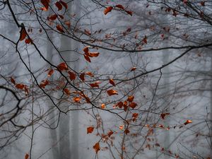 Preview wallpaper forest, leaves, fog, autumn, gloomy