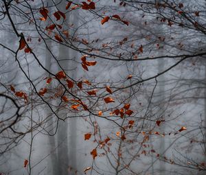 Preview wallpaper forest, leaves, fog, autumn, gloomy