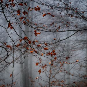 Preview wallpaper forest, leaves, fog, autumn, gloomy