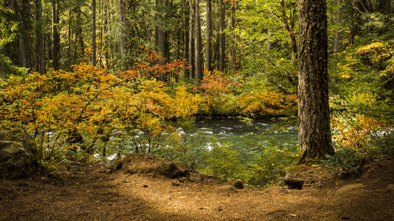 Wallpaper forest, leaves, tree, river