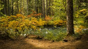 Preview wallpaper forest, leaves, tree, river