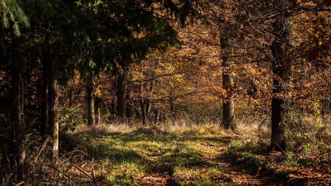 Wallpaper forest, leaves, trees, autumn, rays