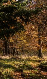 Preview wallpaper forest, leaves, trees, autumn, rays