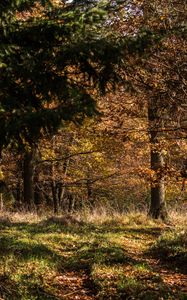 Preview wallpaper forest, leaves, trees, autumn, rays