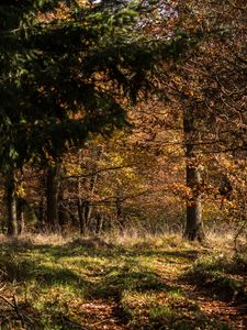Preview wallpaper forest, leaves, trees, autumn, rays