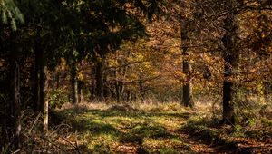 Preview wallpaper forest, leaves, trees, autumn, rays