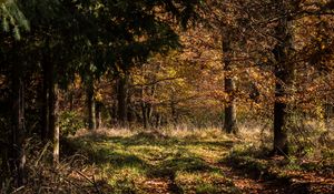 Preview wallpaper forest, leaves, trees, autumn, rays