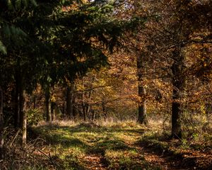 Preview wallpaper forest, leaves, trees, autumn, rays