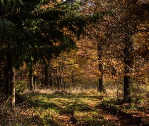 Preview wallpaper forest, leaves, trees, autumn, rays