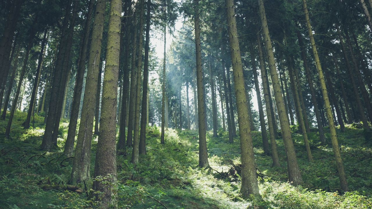 Wallpaper forest, light, trees, nature