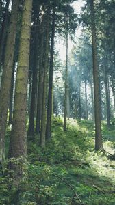 Preview wallpaper forest, light, trees, nature