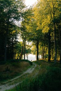 Preview wallpaper forest, man, path, trees, silhouette