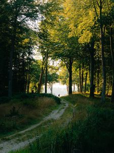 Preview wallpaper forest, man, path, trees, silhouette