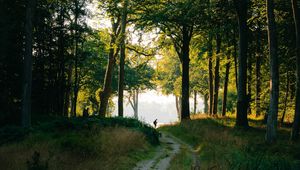 Preview wallpaper forest, man, path, trees, silhouette