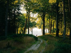 Preview wallpaper forest, man, path, trees, silhouette