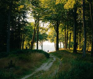 Preview wallpaper forest, man, path, trees, silhouette