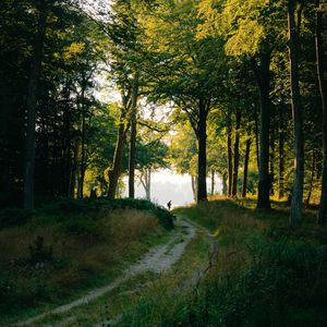 Preview wallpaper forest, man, path, trees, silhouette