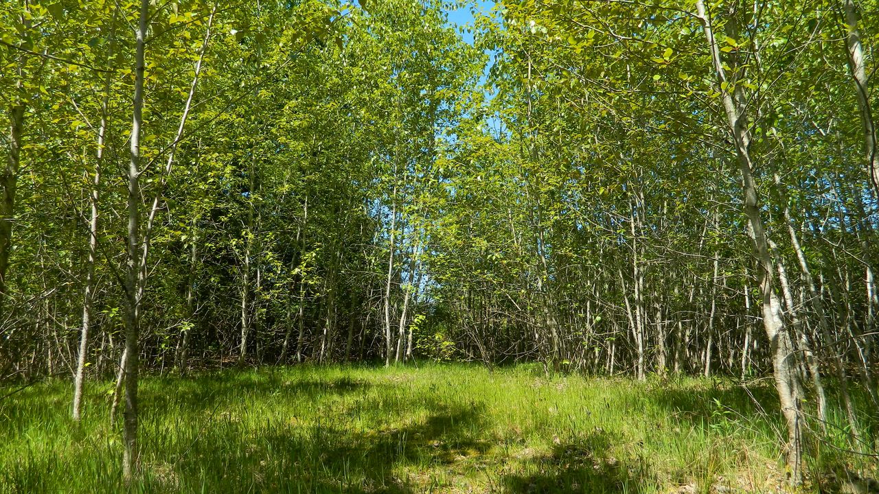 Wallpaper forest, meadow, nature