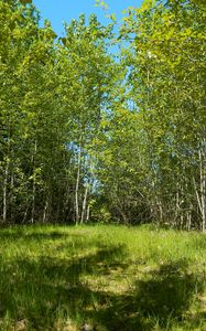 Preview wallpaper forest, meadow, nature