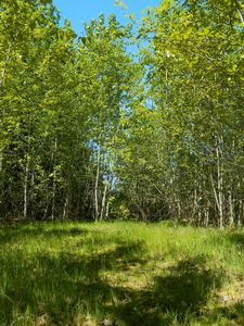 Preview wallpaper forest, meadow, nature