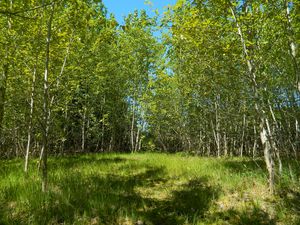 Preview wallpaper forest, meadow, nature