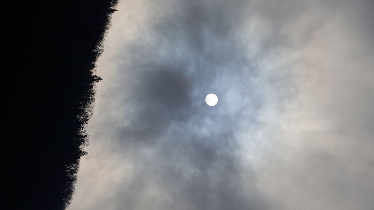 Wallpaper forest, moon, night, sky, nature