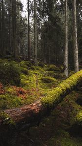 Preview wallpaper forest, moss, grass, trees, trunks