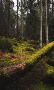 Preview wallpaper forest, moss, grass, trees, trunks