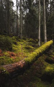 Preview wallpaper forest, moss, grass, trees, trunks