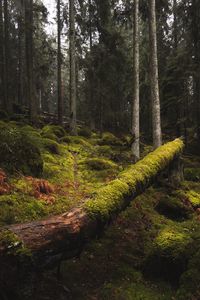 Preview wallpaper forest, moss, grass, trees, trunks