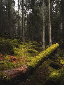 Preview wallpaper forest, moss, grass, trees, trunks