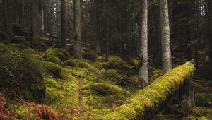 Preview wallpaper forest, moss, grass, trees, trunks
