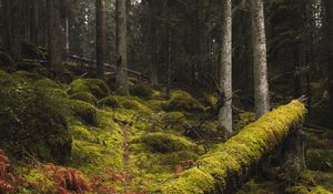 Preview wallpaper forest, moss, grass, trees, trunks