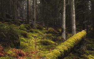 Preview wallpaper forest, moss, grass, trees, trunks