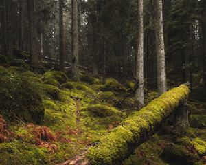 Preview wallpaper forest, moss, grass, trees, trunks