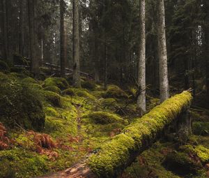 Preview wallpaper forest, moss, grass, trees, trunks