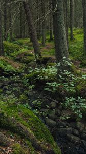 Preview wallpaper forest, moss, stones, stream, nature