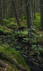 Preview wallpaper forest, moss, stones, stream, nature