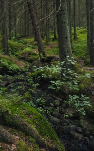 Preview wallpaper forest, moss, stones, stream, nature