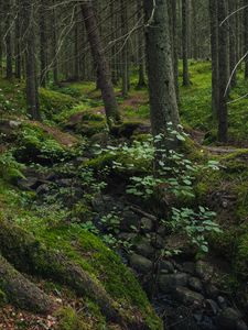 Preview wallpaper forest, moss, stones, stream, nature